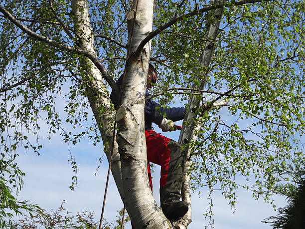 How Our Tree Care Process Works  in  Maunawili, HI